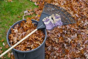 Why You Should Stop Raking Your Leaves (And Save $100 on Fertilizer)
