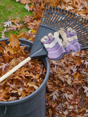 Why You Should Stop Raking Your Leaves (And Save $100 on Fertilizer)