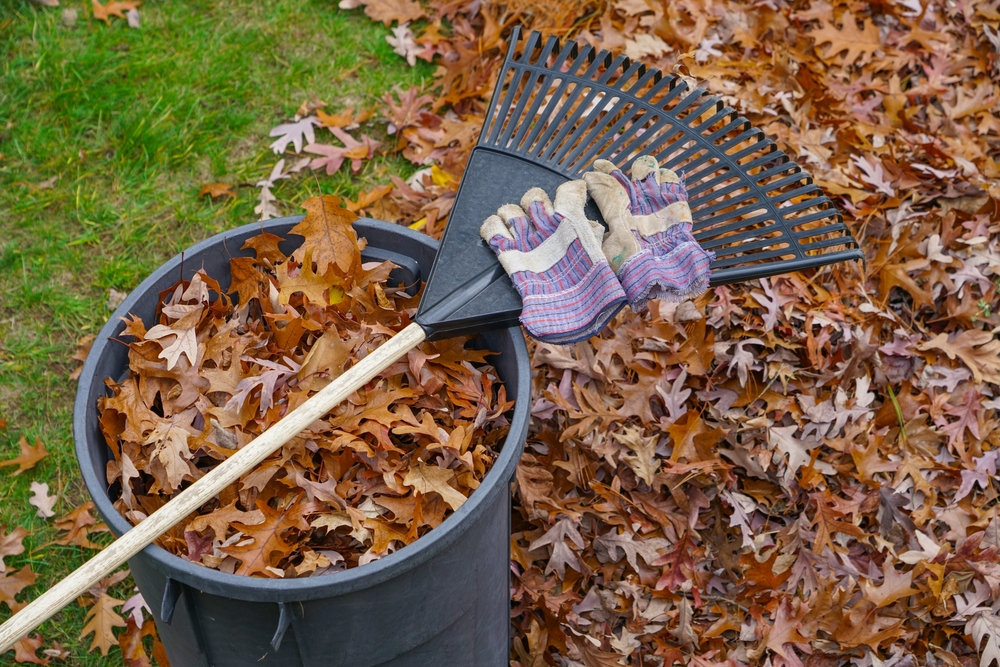 Why You Should Stop Raking Your Leaves (And Save $100 on Fertilizer)
