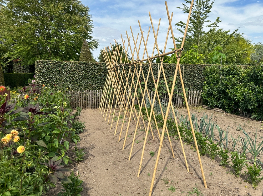 Succession Planting: The Secret to Eating from Your Garden Every Single Week