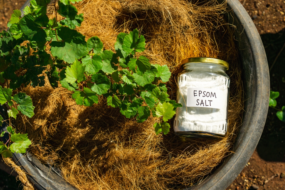 The EPSOM Salt Myth: The Cheap Drugstore Staple That Actually Works