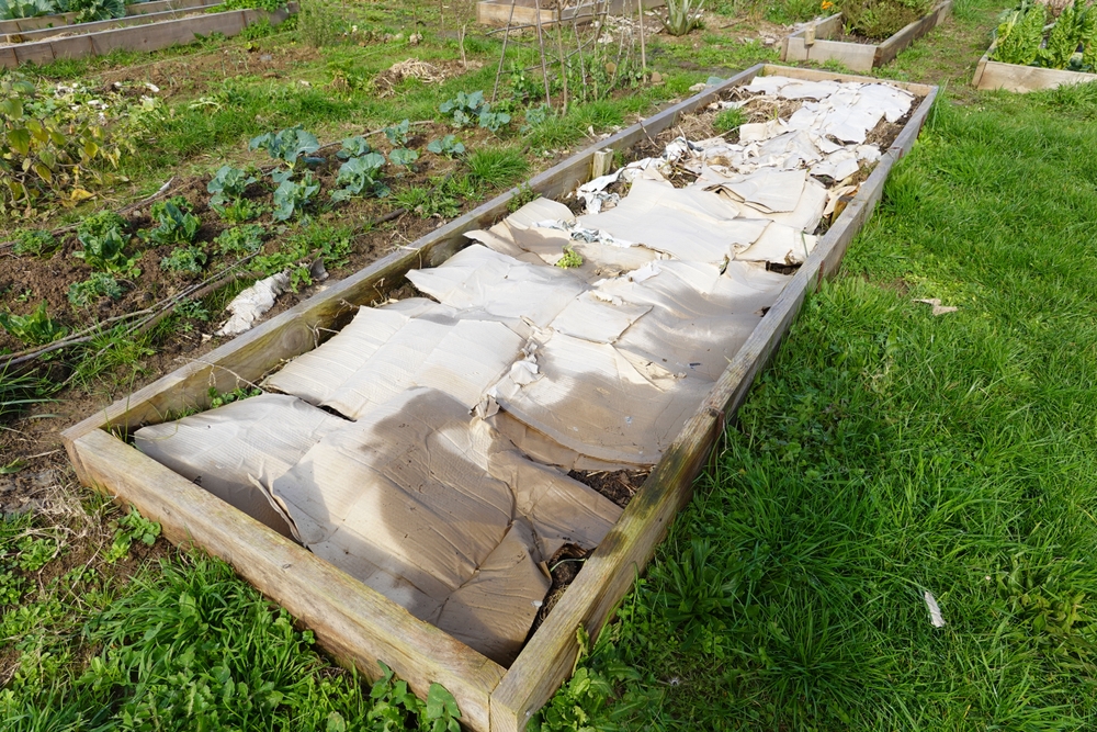 The Cardboard Barrier: The Permanent Fix for Weeds That Costs $0