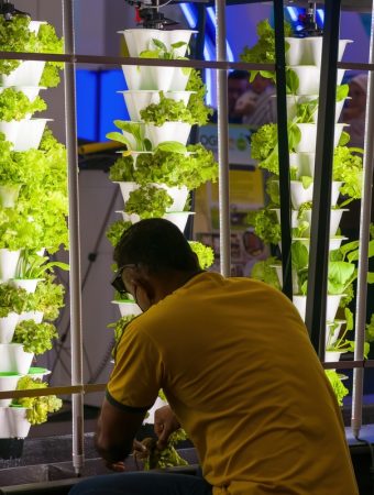 Vertical PVC Gardening: Building a Space-Saving Food Tower for $15