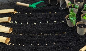 Why You Should Never Buy Pre-Grown Starts (And the $2 Alternative)