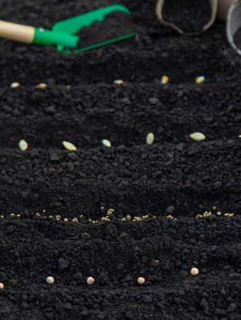 Why You Should Never Buy Pre-Grown Starts (And the $2 Alternative)