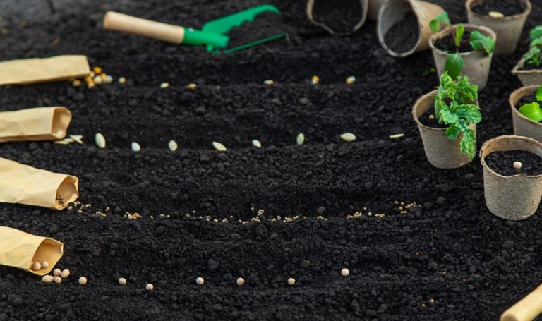 Why You Should Never Buy Pre-Grown Starts (And the $2 Alternative)