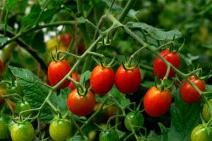 The 'Trash' Fertilizer: 5 Household Waste Items Your Tomatoes Crave