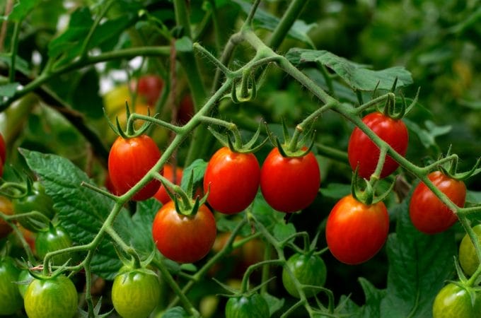 The 'Trash' Fertilizer: 5 Household Waste Items Your Tomatoes Crave