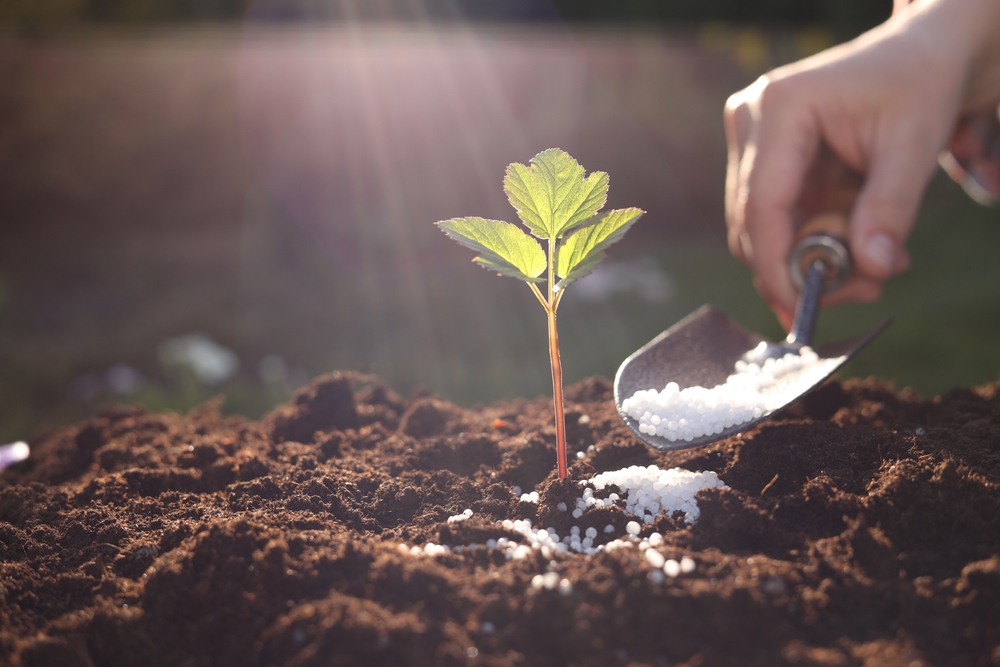 Why Some Plants Reject Fertilizer and How to Adjust