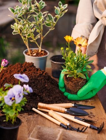 Tips for Transplanting Without Causing Shock