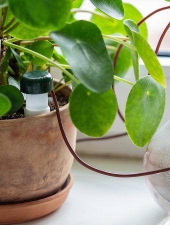 Why “Self-Watering” Pots are Often a Waste of Cash (And How to DIY Them)