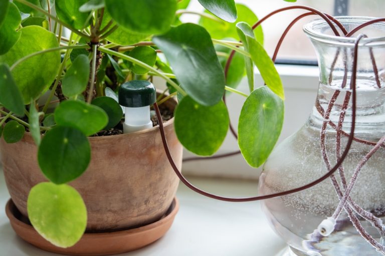 Why “Self-Watering” Pots are Often a Waste of Cash (And How to DIY Them)