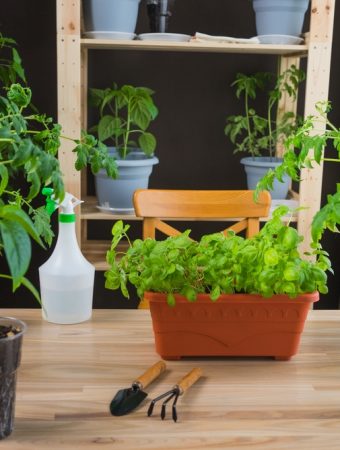 Rental Friendly Gardening: 5 Ways to Grow Food Without Losing Your Deposit