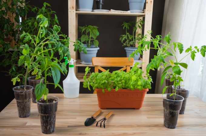 Rental Friendly Gardening: 5 Ways to Grow Food Without Losing Your Deposit