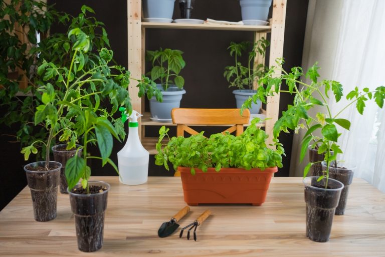 Rental Friendly Gardening: 5 Ways to Grow Food Without Losing Your Deposit