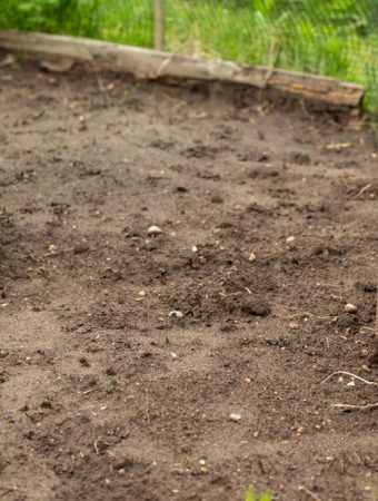 Stop Digging: The 'No-Till' Method That Saves Your Back and Your Wallet
