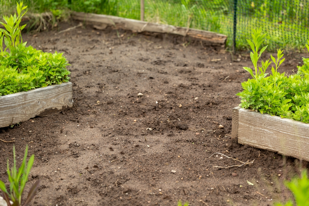 Stop Digging: The 'No-Till' Method That Saves Your Back and Your Wallet