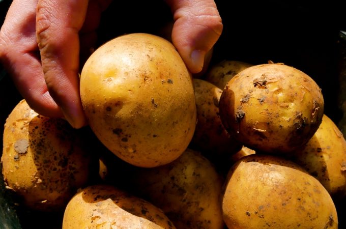 The 'Survival' Garden: 7 Essential Crops Every Budget Gardener Needs Now