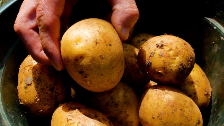 The 'Survival' Garden: 7 Essential Crops Every Budget Gardener Needs Now