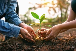 The 'Native' Advantage: Why Local Plants Save You Hundreds in Maintenance