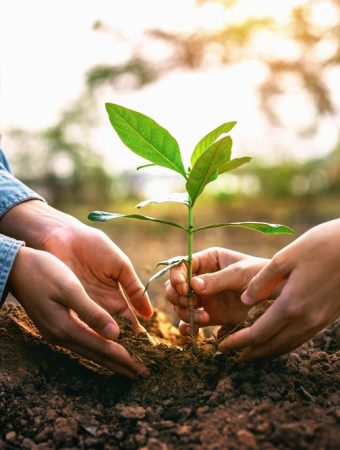 The 'Native' Advantage: Why Local Plants Save You Hundreds in Maintenance