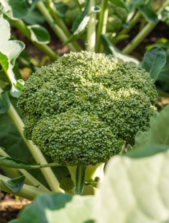 The March Madness Garden: 10 Things to Plant Before the Final Frost