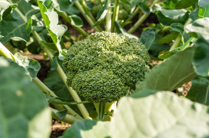 The March Madness Garden: 10 Things to Plant Before the Final Frost