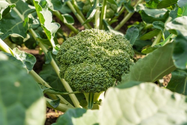 The March Madness Garden: 10 Things to Plant Before the Final Frost