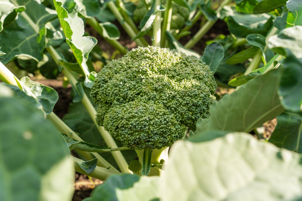 The March Madness Garden: 10 Things to Plant Before the Final Frost