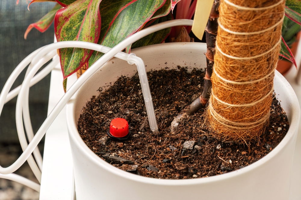 Why “Self-Watering” Pots are Often a Waste of Cash (And How to DIY Them)