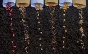 Why Smart Gardeners Buy Seeds in Bulk (And How to Store Them for Decades)