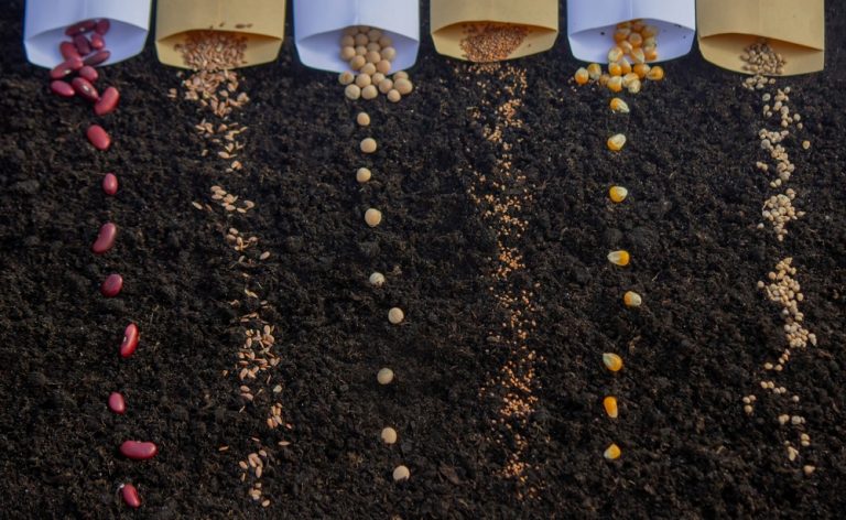 Why Smart Gardeners Buy Seeds in Bulk (And How to Store Them for Decades)