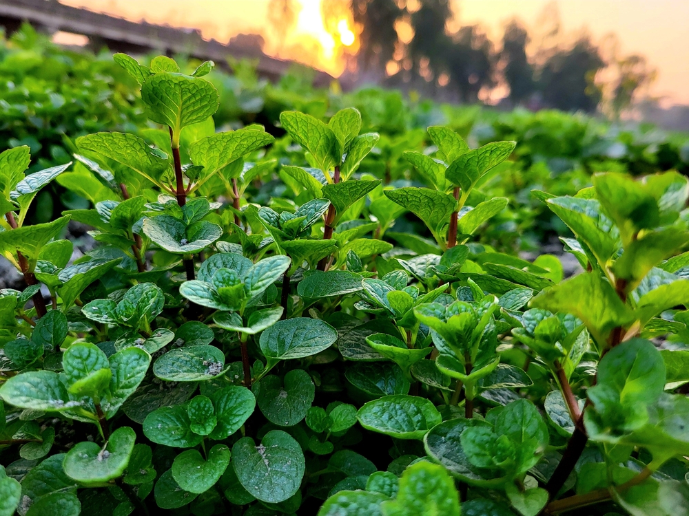 5 Crops That Grow Themselves (Even If You Have a Black Thumb)