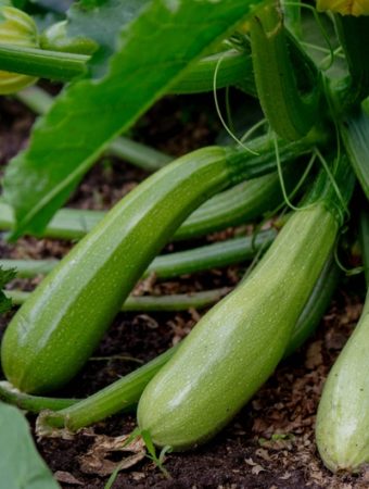 How to Trade Your Extra Zucchini for a Whole Week of Groceries