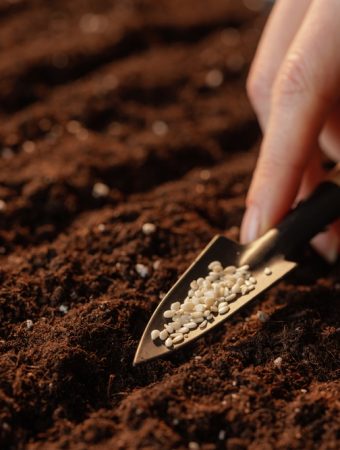 What Happens When Seeds Don’t Get Enough Water