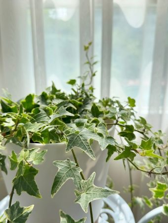 Why These 3 Invasive Plants Could Hurt Your Home Appraisal This Spring