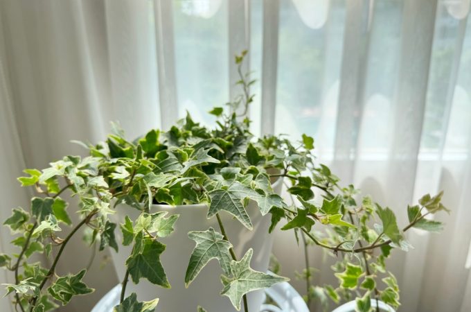 Why These 3 Invasive Plants Could Hurt Your Home Appraisal This Spring