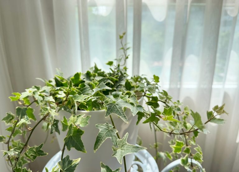 Why These 3 Invasive Plants Could Hurt Your Home Appraisal This Spring