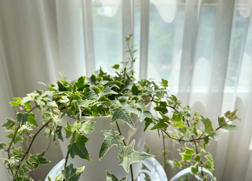 Why These 3 Invasive Plants Could Hurt Your Home Appraisal This Spring