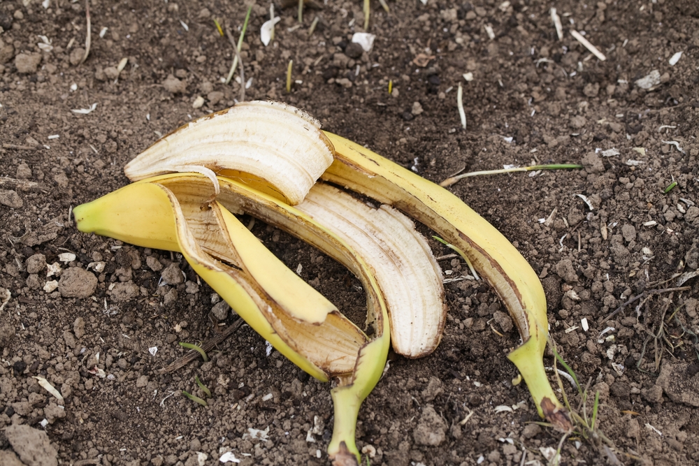The Banana Peel Fertilizer: Why Thrifty Gardeners Never Throw Them Out