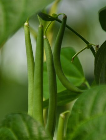 5 Crops That Grow Themselves (Even If You Have a Black Thumb)