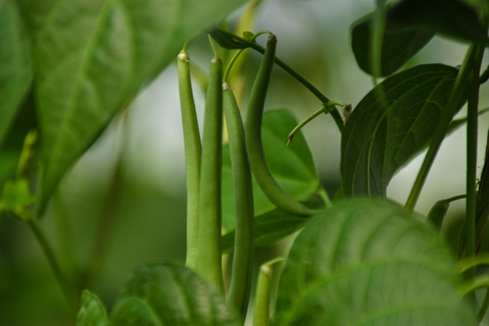 5 Crops That Grow Themselves (Even If You Have a Black Thumb)