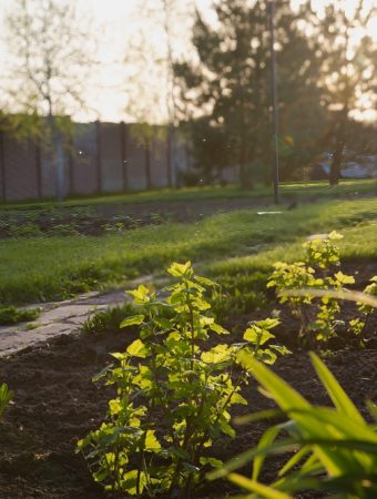 The Solar-Powered Trick: Using Free Heat to Triple Your Growing Season