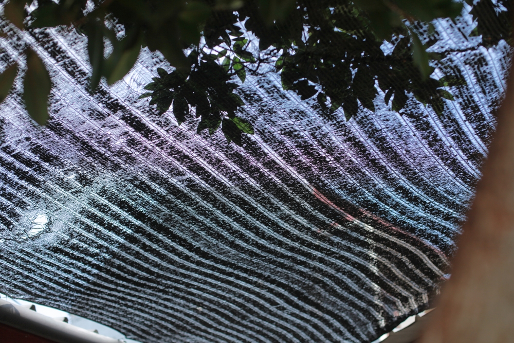 Beat the Summer Heat: The Budget Way to Shade Your Plants for Free