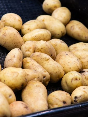 The Calorie King: Why Potatoes are the Highest ROI Crop for Budget Growers