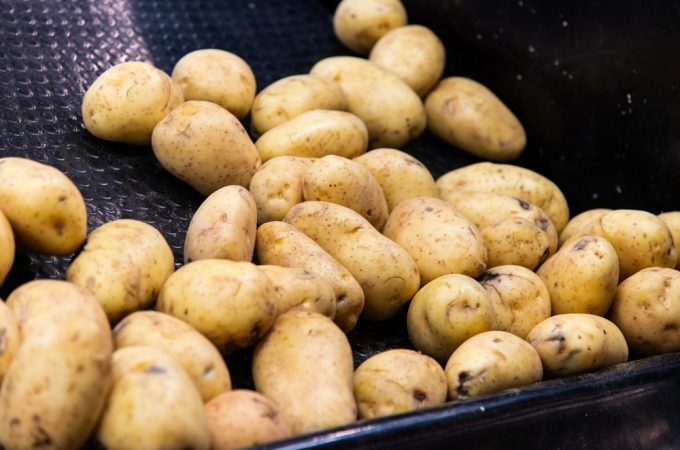The Calorie King: Why Potatoes are the Highest ROI Crop for Budget Growers