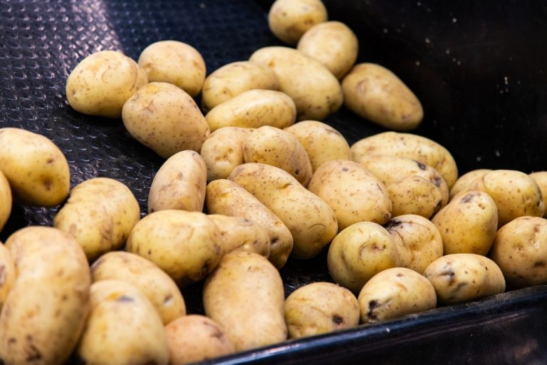 The Calorie King: Why Potatoes are the Highest ROI Crop for Budget Growers
