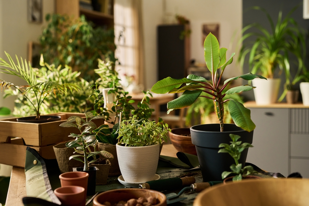 Lighting on a Budget: Why 'Shop Lights' Outperform Expensive 'Grow Lights'