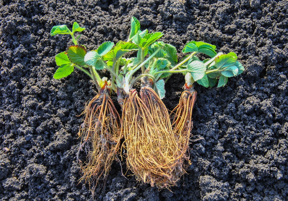 Tips for Transplanting Without Causing Shock