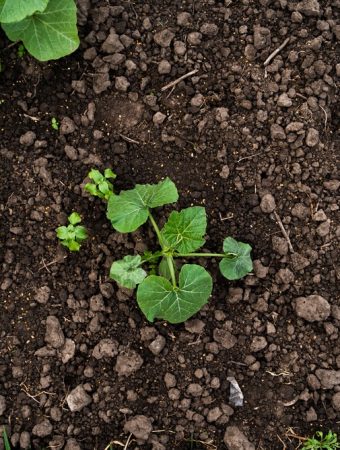Spring Cleaning Your Soil: The $0 Way to Wake Up Your Garden